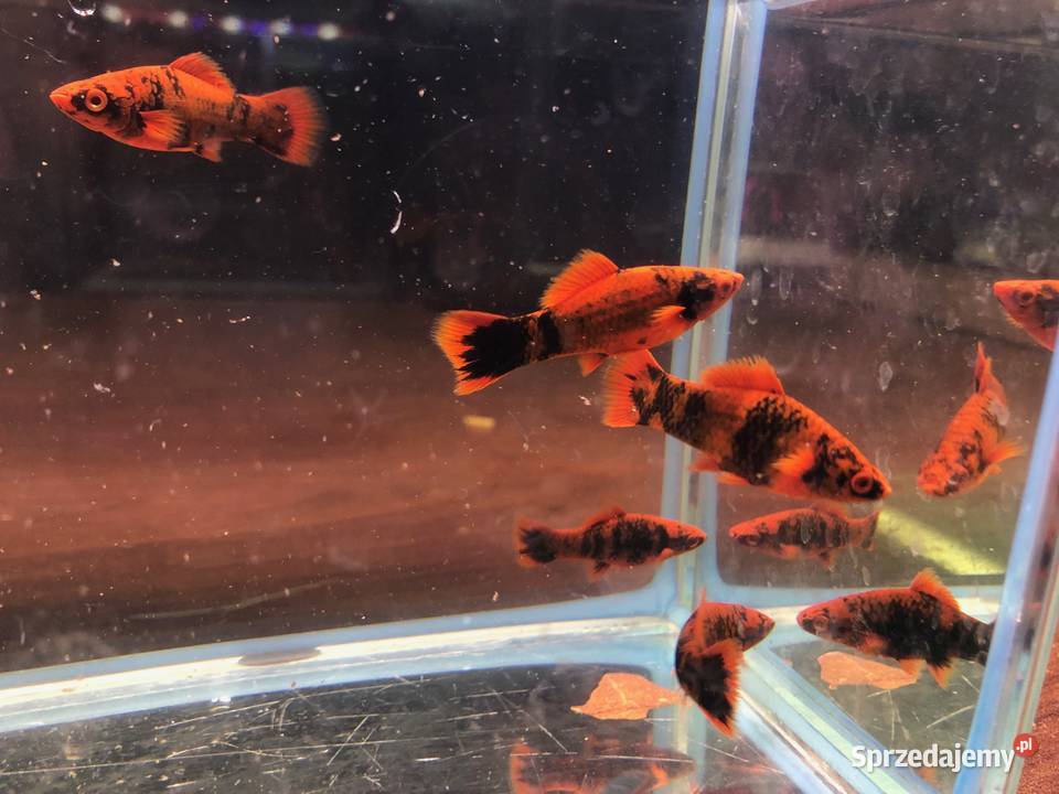 Marble mieczyki ładne Justynów sprzedam