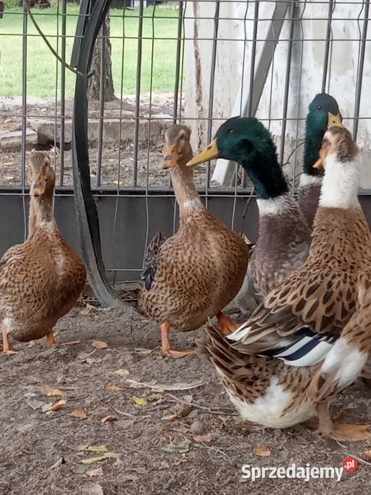 Kaczki kaczory staropolskie z czapkami Jezioro