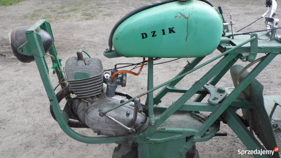 dzik manualna Szamotuły