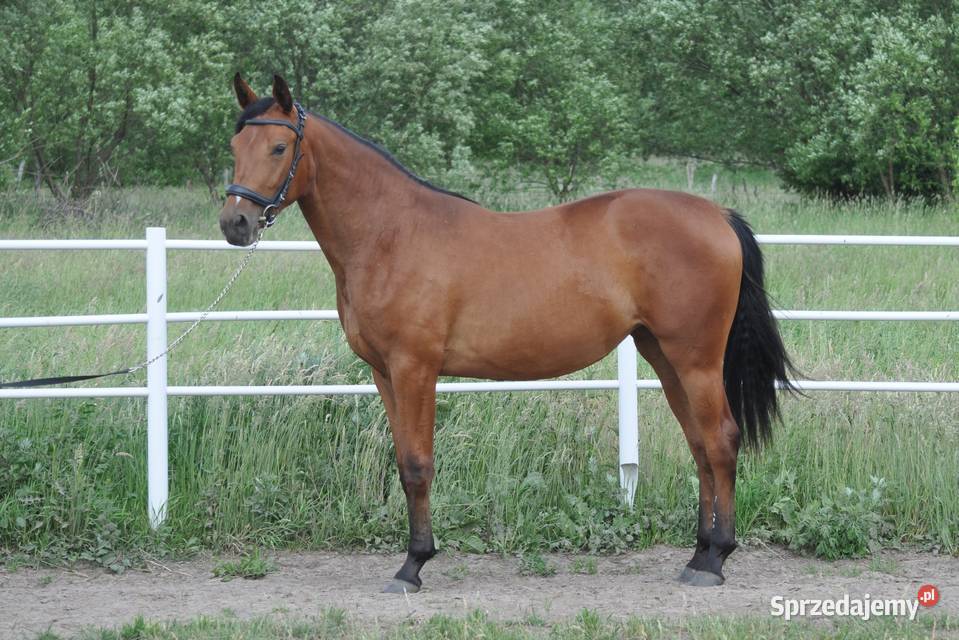 Klacz dwulatka przyszłościowa mazowieckie Mogielnica