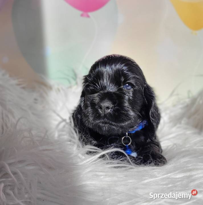 Cocker spaniel angielski pieski i suczki sprzedam