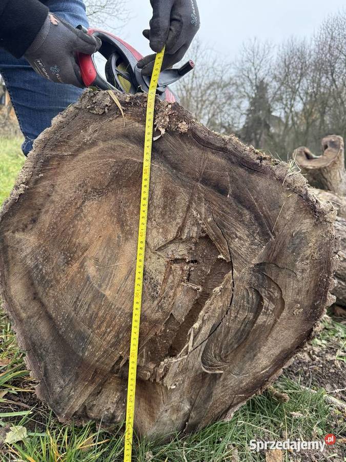 Orzech włoski 2 55 m i 4 m średnica 60 małopolskie Wieliczka