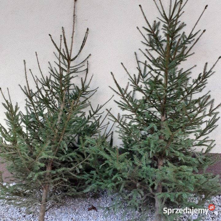 CHOINKI Ładne świerki i jodły ciętę z własnej