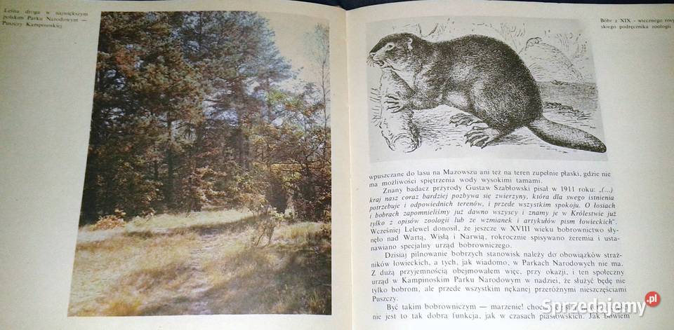 Kampinoskie bobry Piotr Topiński Chełm