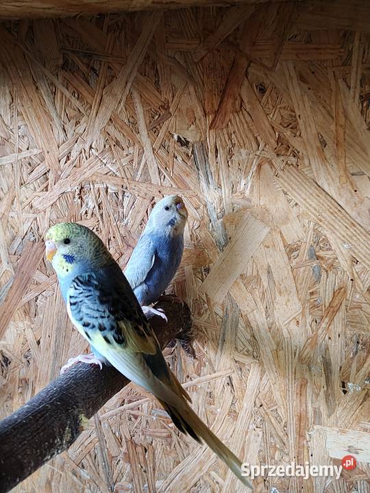 Sprzedam papużki faliste Ptaki Rybnik