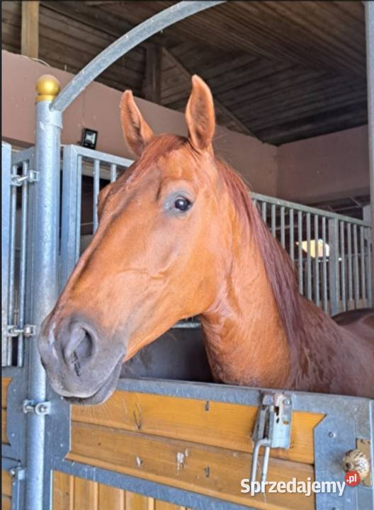 Klacz Rodzinna Bomboodporna Łęczyca