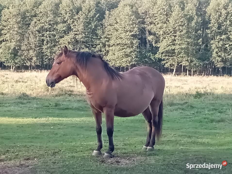 Sprzedam klacz Pogrubianą Konie podkarpackie Radawa sprzedam