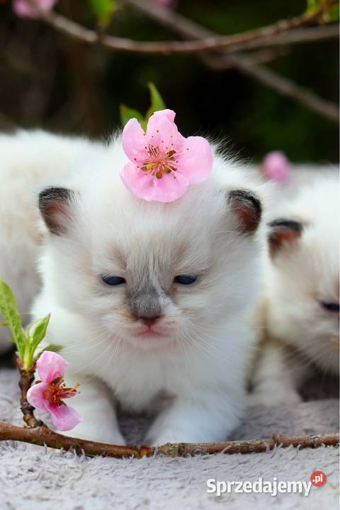 Ragdoll ragdollowe dziewczynki łódzkie Piorunówek