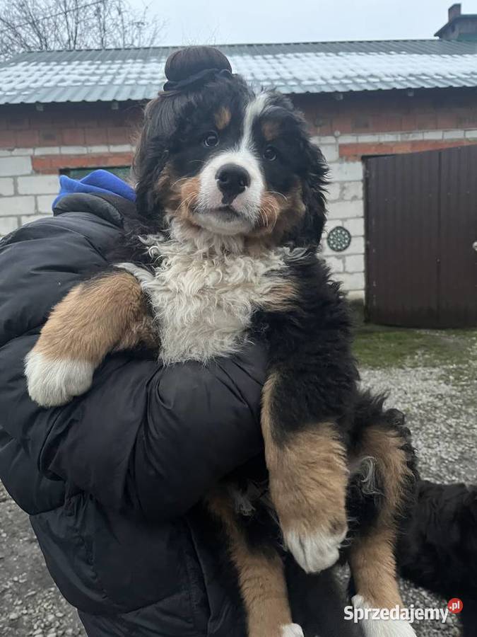 Berneński pies pasterski Biszkopt Jagodnik