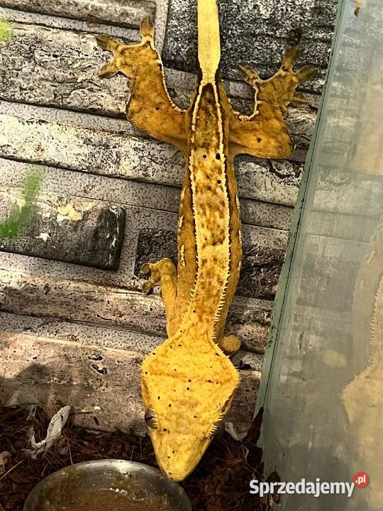 Gekon Orzęsiony samica dorosła tricolor bicolor śląskie Bielsko-Biała