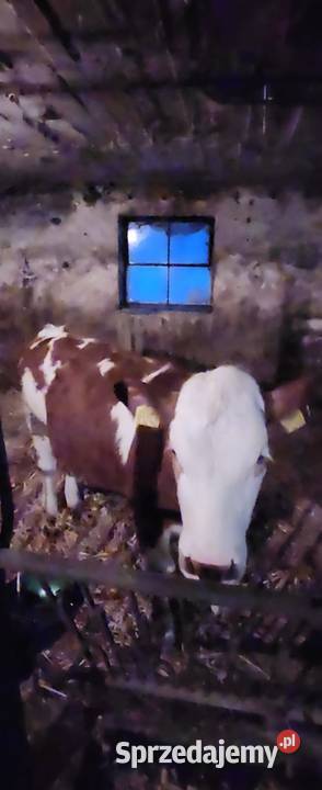 Sprzedam jałówki mięsne simental