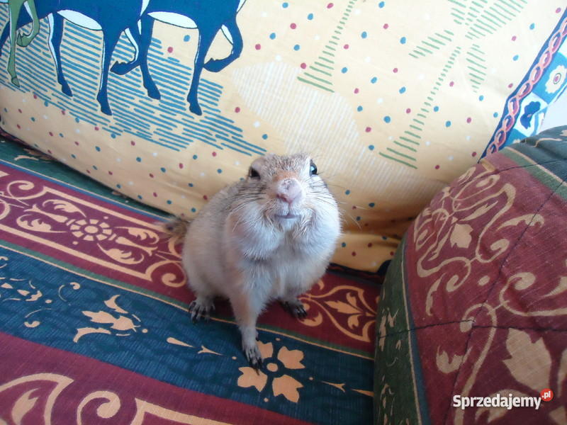 Susła Richardsona samiec wielkopolskie Poznań sprzedam