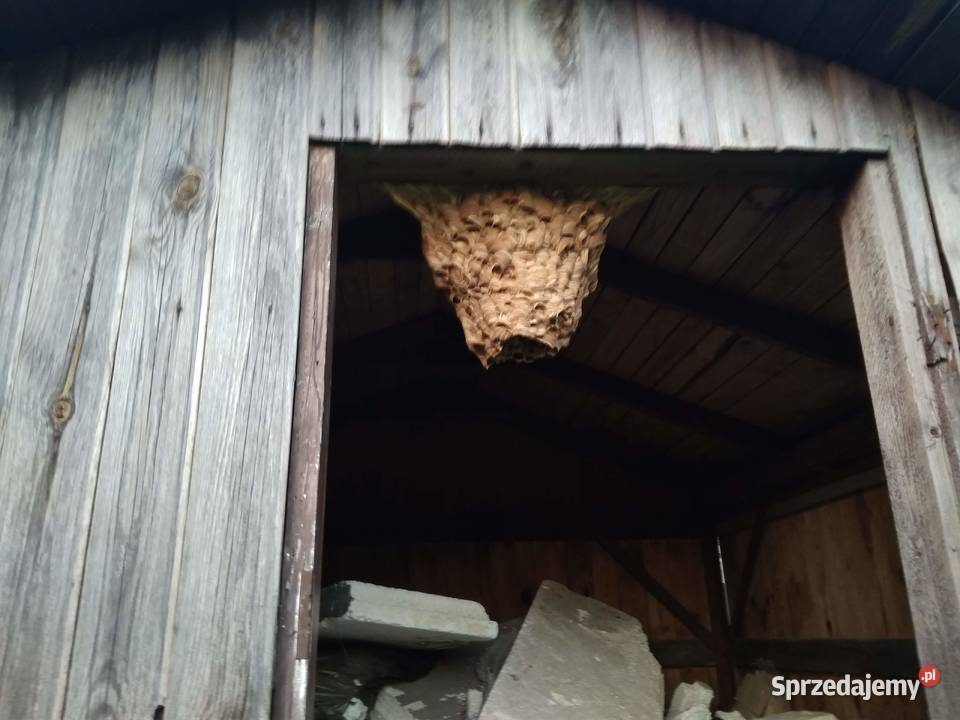 Usuwanie likwidacja szerszeni os i pszczół