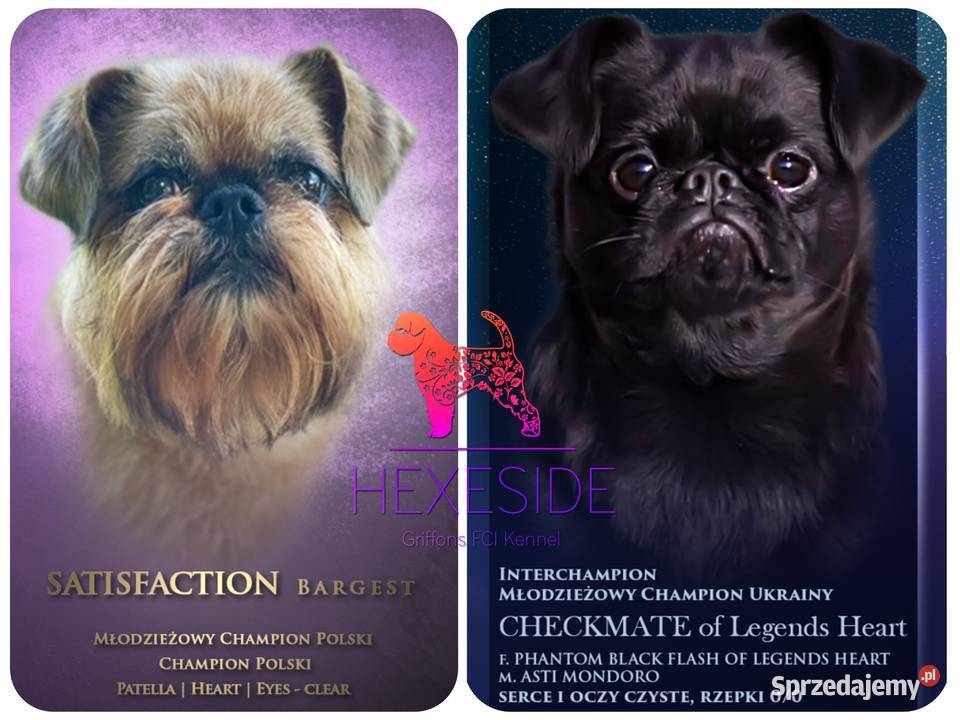 Gryfonik brabancki piesek championach rodowód sprzedam