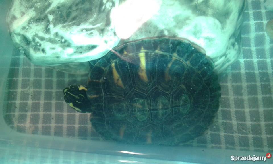 Żółw żółtolicy Mszczonów