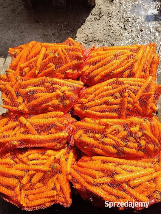 Warzywa pietruszka marchew ziemniaki