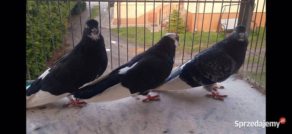 Gołębierollery Birmingham akrobatyczne Żnin