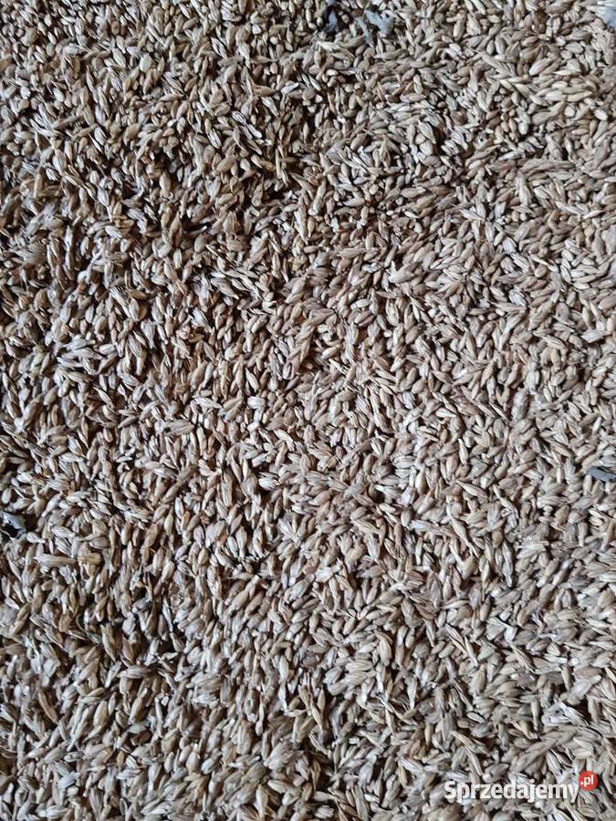 Pszenica Orkisz możliwość wysyłki Produkcja roślinna Opatów