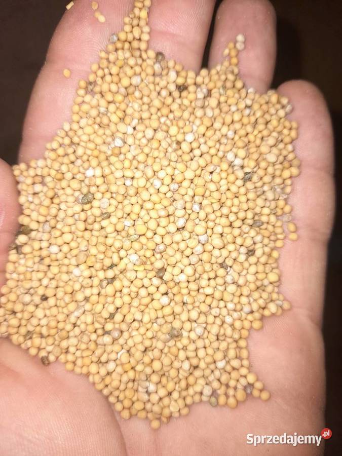 Gorczyca odmiana Gracja