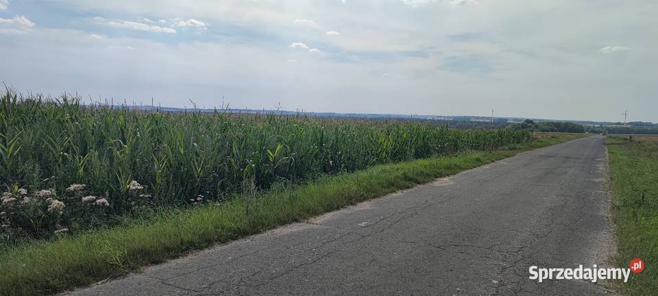 Działka rolna z prawem do zabudowy 19917HA Kołacinek