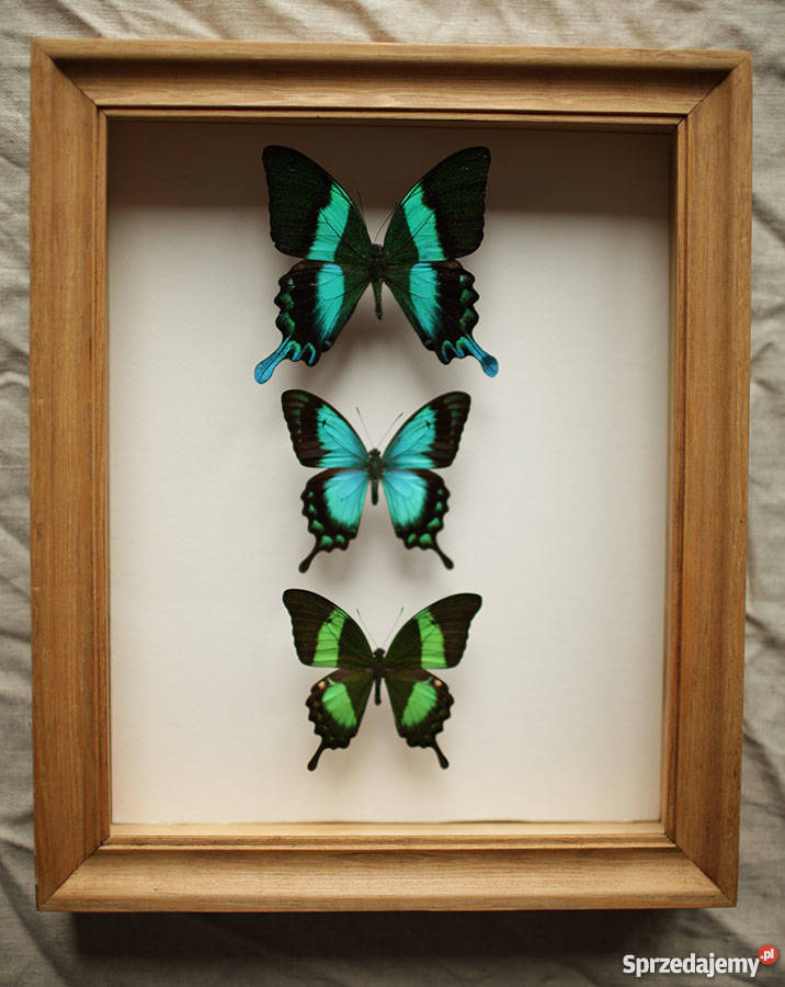 Promocja Prawdziwe motyle w gablocie kolekcja wielokolorowy Dekoracje i ozdoby