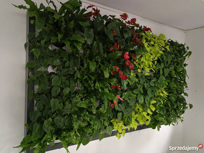 Projektowanie ogrodów ogrody wertykalne Jaworzno