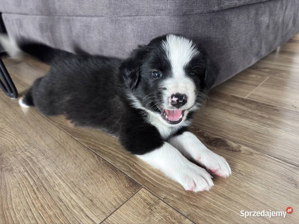 Border Collie suczka sprzedam