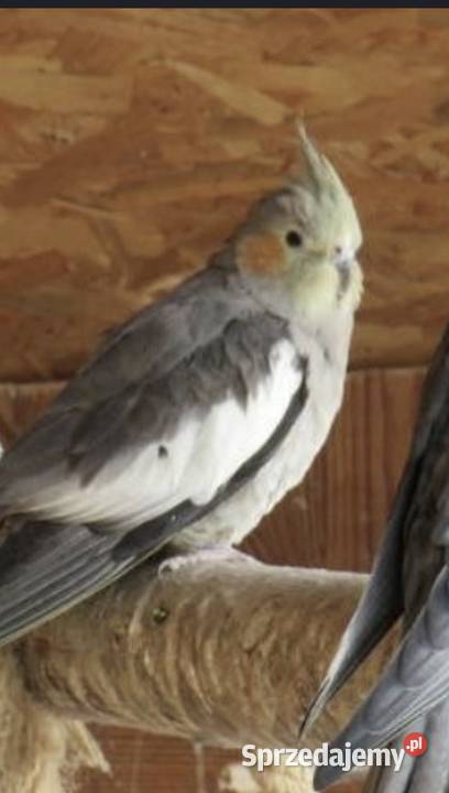 Papugi nimfy i faliste Grzybnica