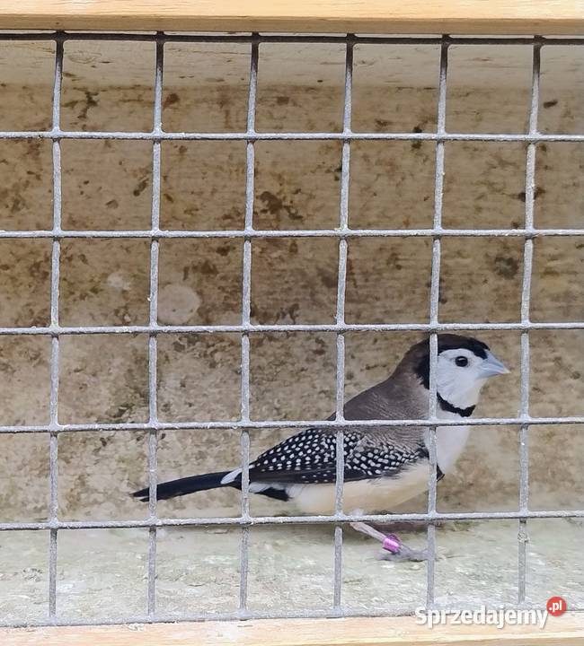 Amadyna Kratoskrzydła śląskie Blachownia