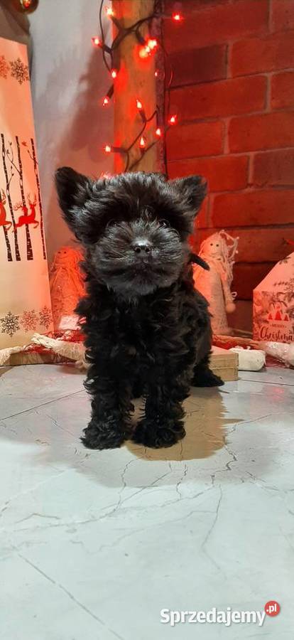 Mini york czarny Bukowno