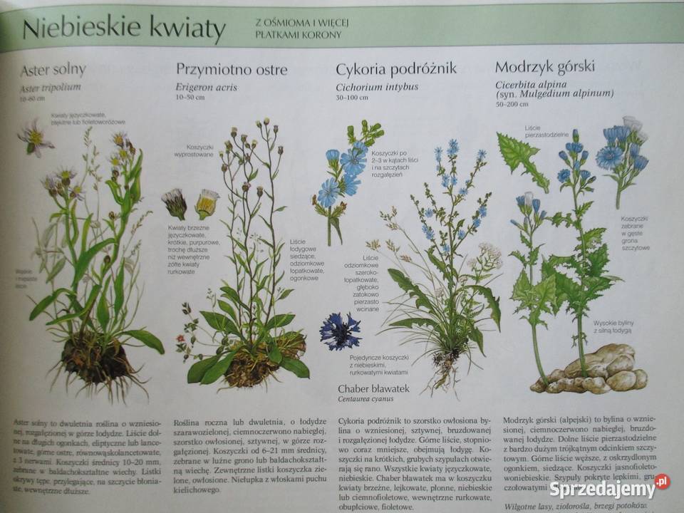 Nasze ptaki TurynNasza przyroda rośliny i Książki naukowe i popularnonaukowe Książki i Podręczniki Łódź