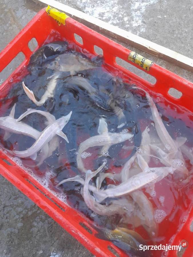 RYBY NARYBEK KARPIA KOI JESIOTR ALBINOS KARAŚ Słupca sprzedam