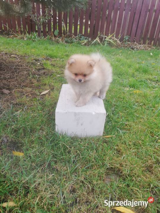 Pomeranian Szpic Miniaturowy Świat Rod