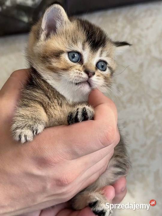 Kocurek rasy Scottish Fold krótkowłosy czeka