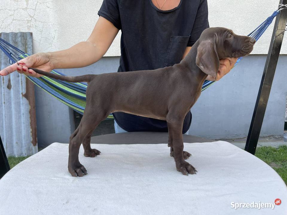 WYŻEŁ NIEMIECKI SZCZENIAKI Kadłub Turawski