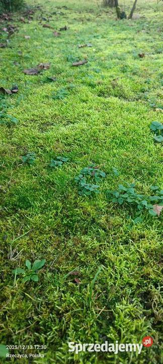 Mech kulki zielone żywemaleńkie Warszawa