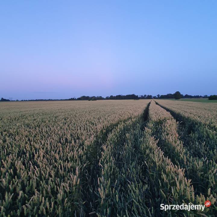 Pszenica konsumpcyjna CHEVIGNON C1 małopolskie Ćwików