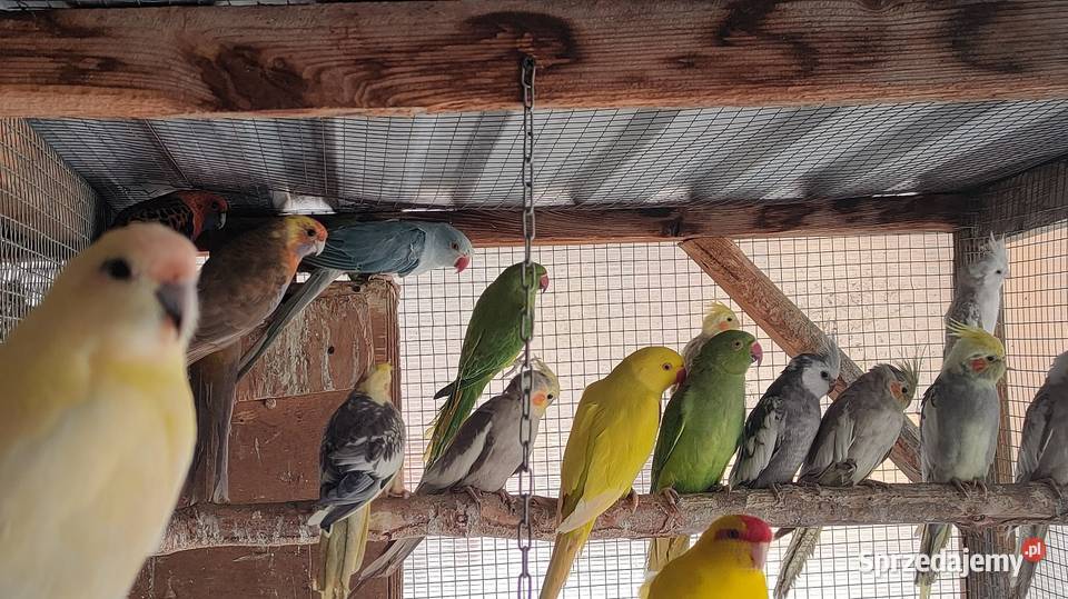 Aleksandretty i inne papugi Ptaki Laski sprzedam