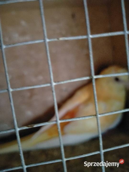 Świergotki Oranżowe Kowale