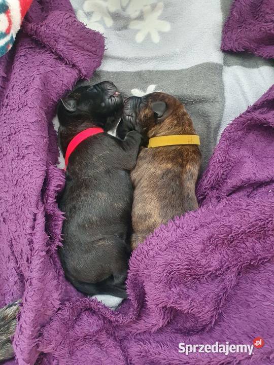 Owczarek Holenderski FCI szczeniaki Rumia