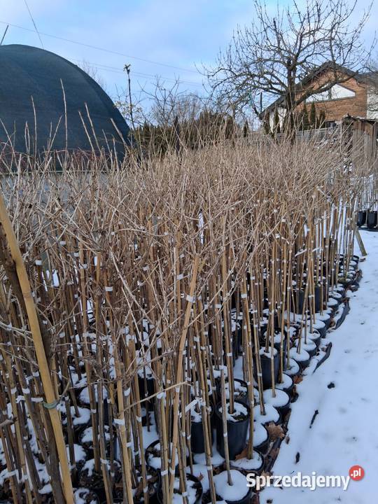 Porzeczki i agresty szczepione na pniu wielkopolskie Poznań sprzedam
