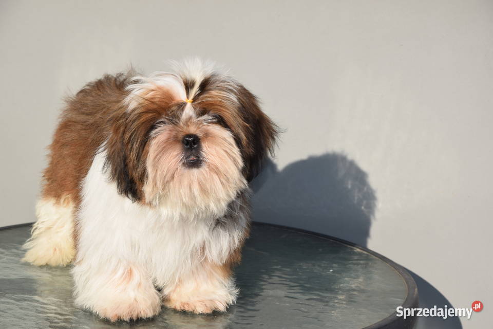 Pies Shih Tzu piękny szczeniak IMPERIAL Kluczbork sprzedam