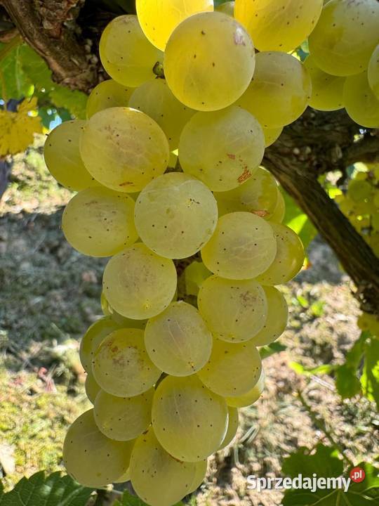 Winogrono bezpestkowe Iskra Sadzonki winorośli Łazy Brzyńskie sprzedam