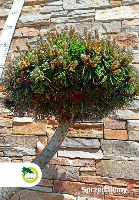 Bonsai Pinus nigra 70 Bełchatów