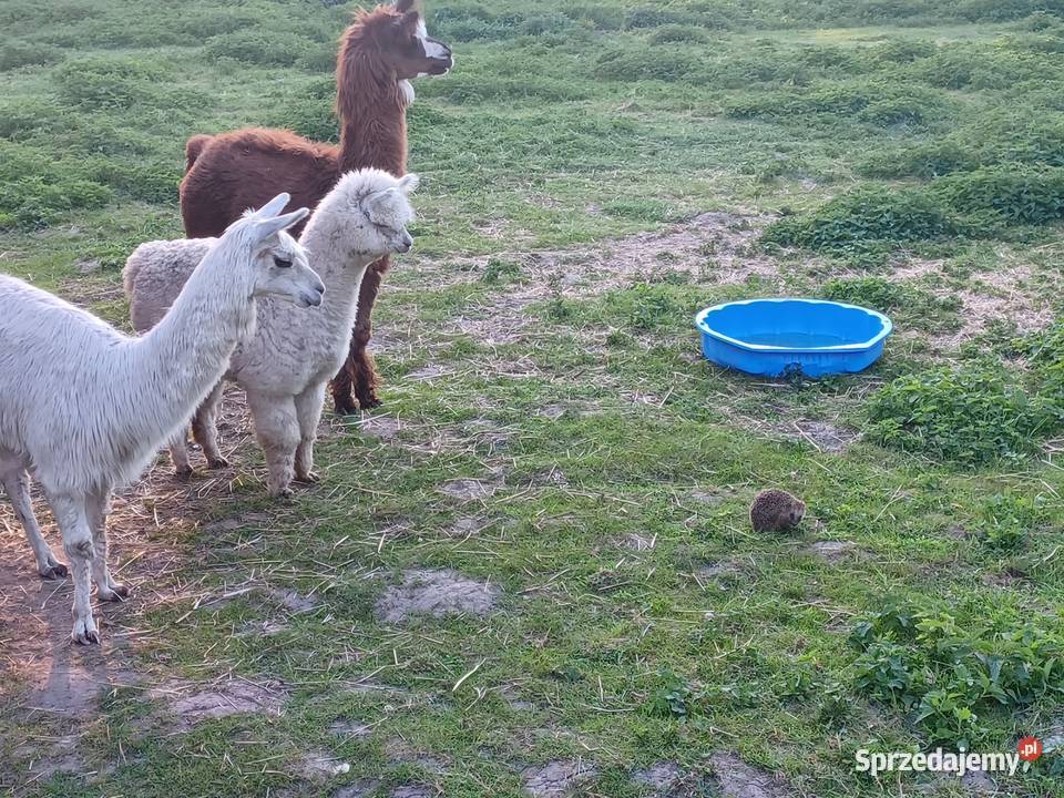Samica alpaka suri Opole