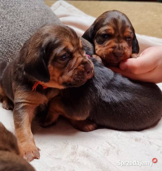 Szczeniak Ogar Polski Pozostałe Biłgoraj