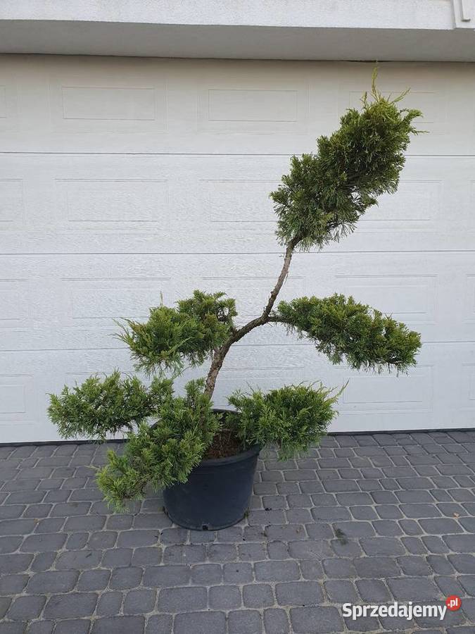 TANIO bonsai jałowiec formowany juniperus Łebno
