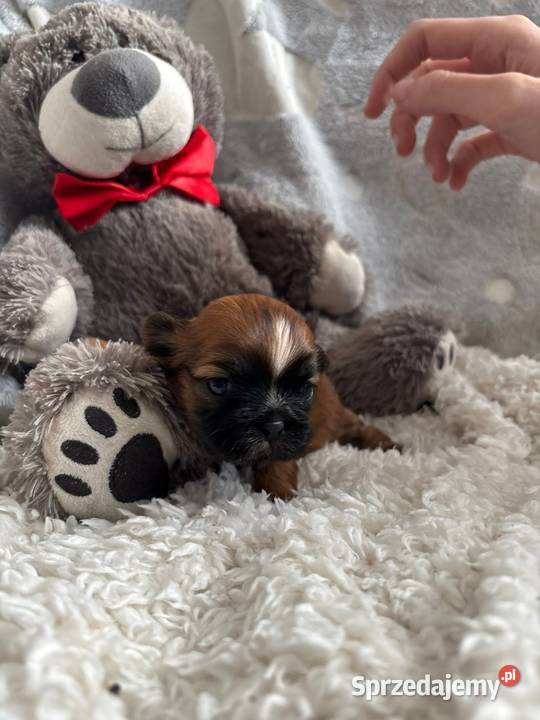 ShihTzu suczka odbiór w grudniu Strzelce Opolskie
