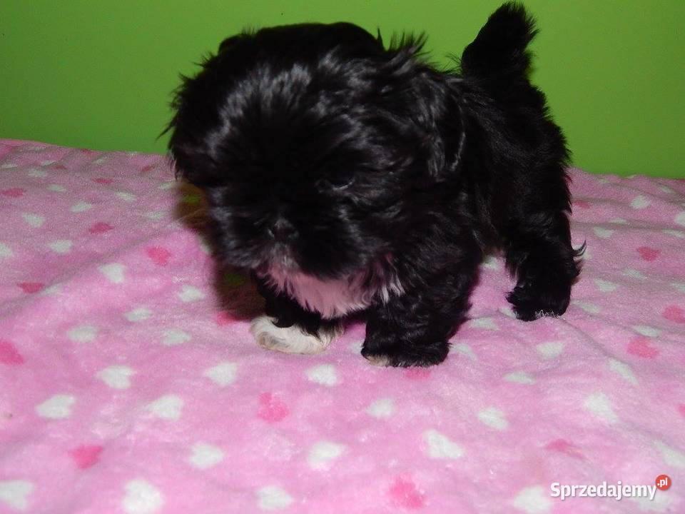Shih Tzu Śliczny Czarny Maleńki Chłopczyk Dąbrowa Górnicza