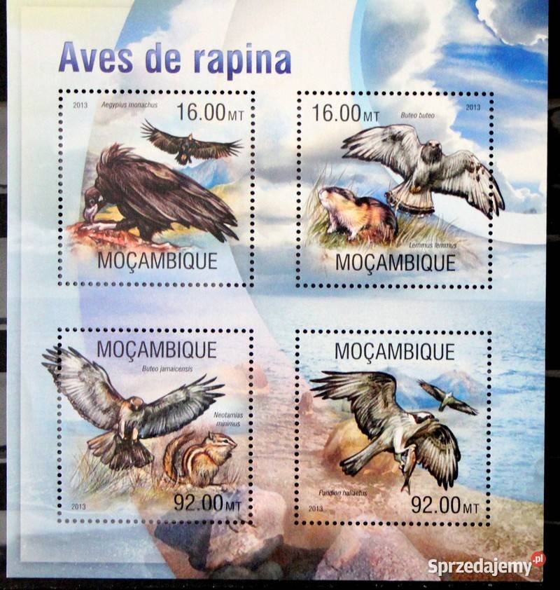 Mozambik ptaki 1 Oborniki